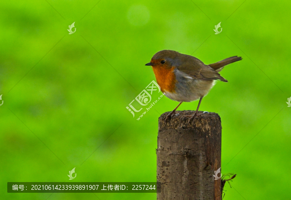 知更鳥