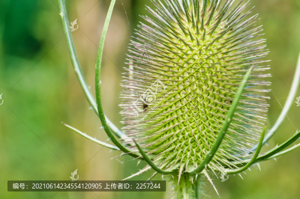 起絨草