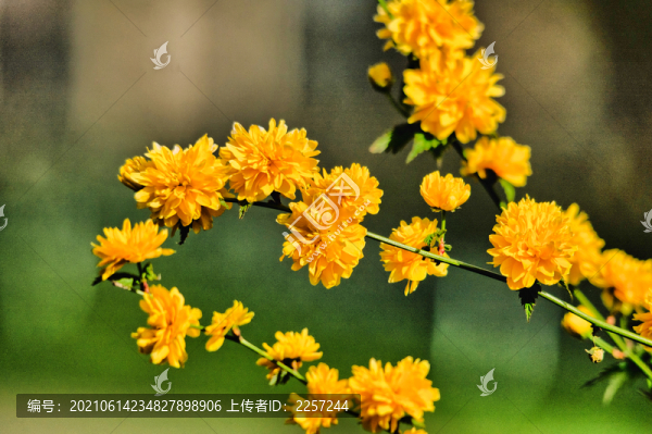 重瓣棣棠花