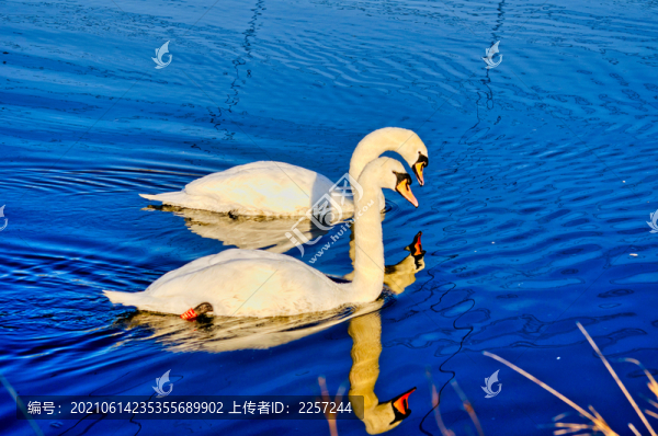 白天鵝