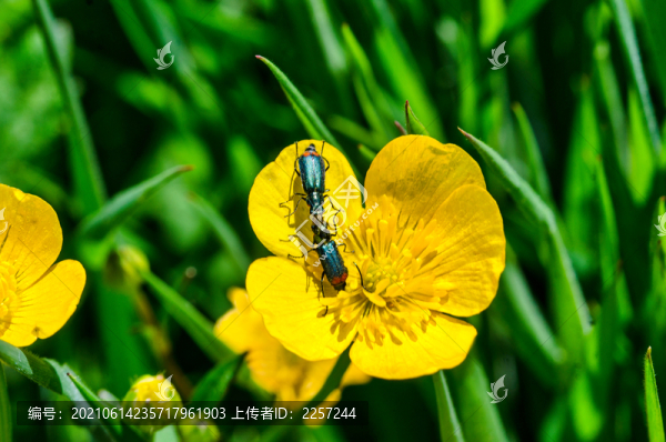 葉甲