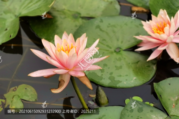 蓮花