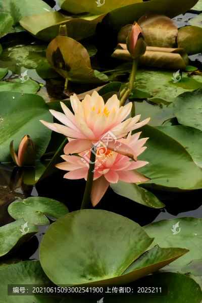 蓮花