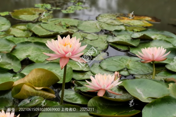 蓮花