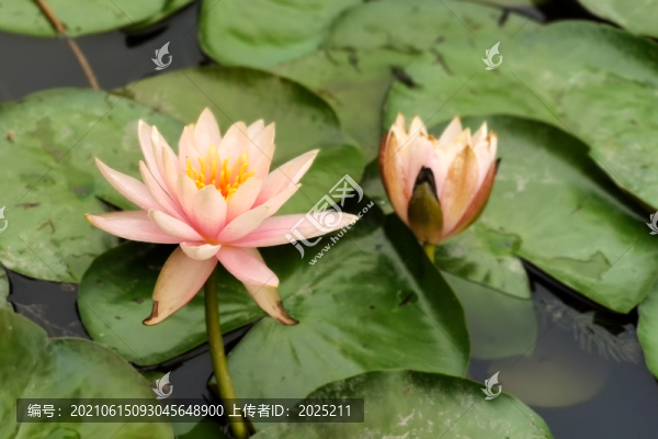 蓮花