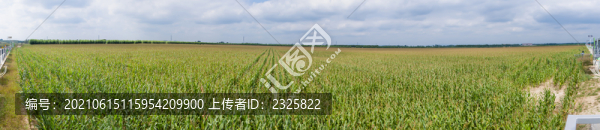 玉米田大全景