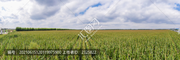 航拍農(nóng)田全景圖