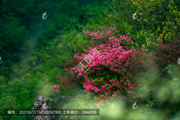 映山紅杜鵑花