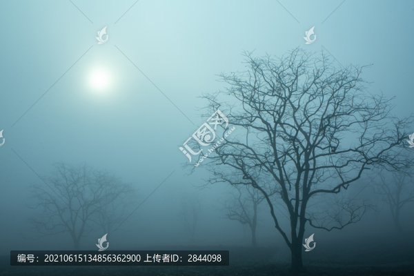 霧氣籠罩下的柿子樹