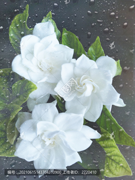 梔子花