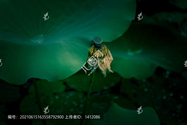 荷花蓮蓬