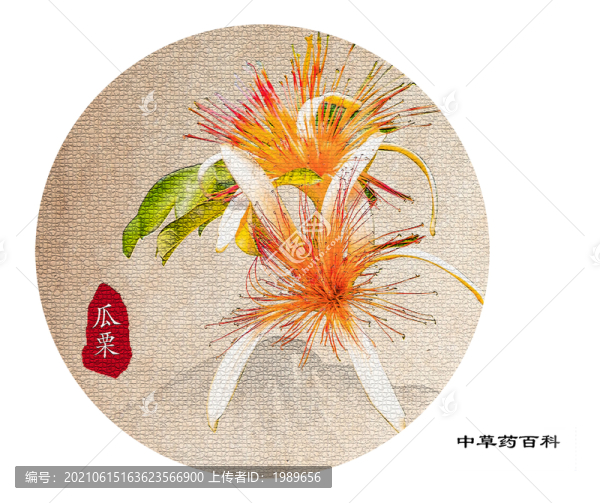 瓜栗