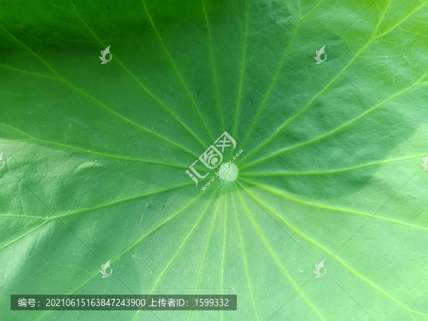 荷葉