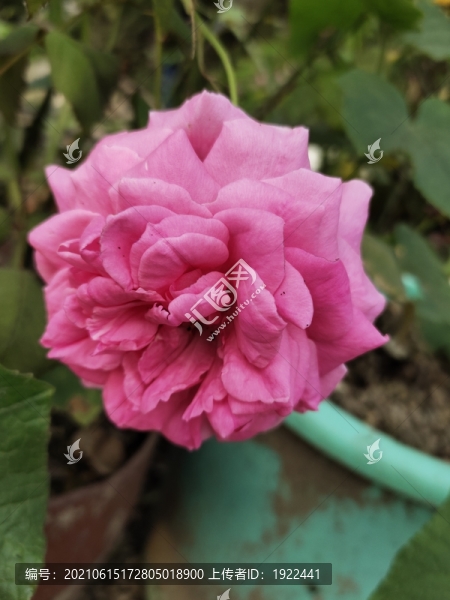 月季花特寫(xiě)