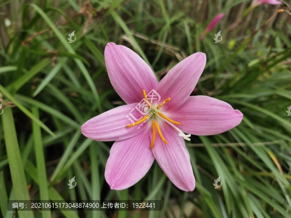 粉色水仙花特寫