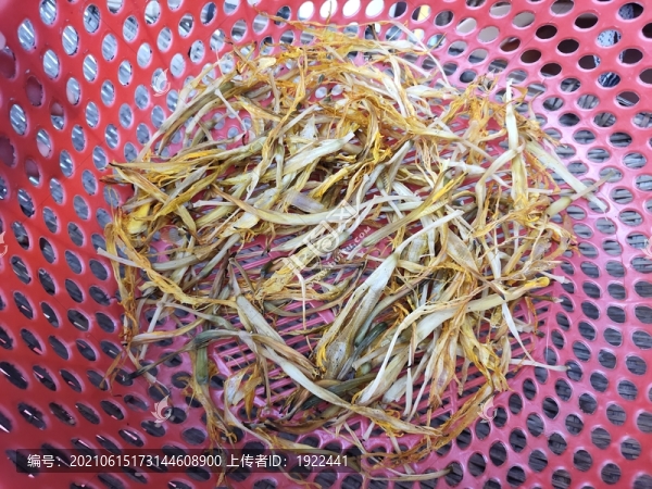 金針菜