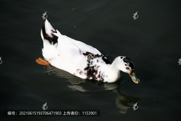 土鴨