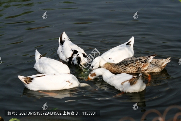水里的鴨子