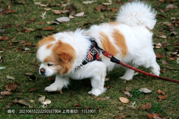 小狗