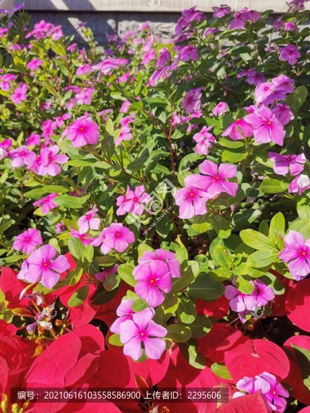長春花