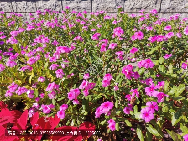 長(zhǎng)春花