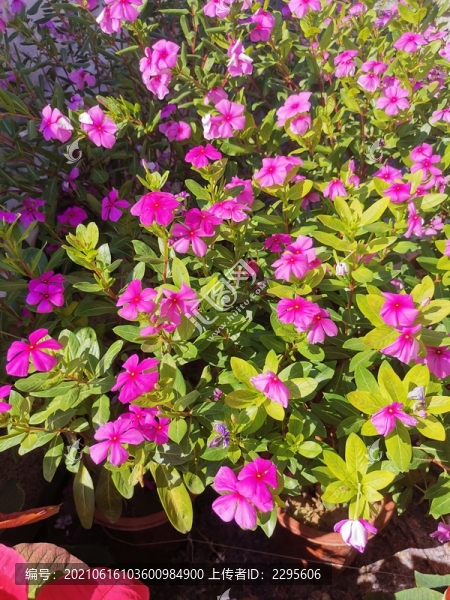 長(zhǎng)春花-匯圖網(wǎng) www.fosd68.com 長(zhǎng)春花