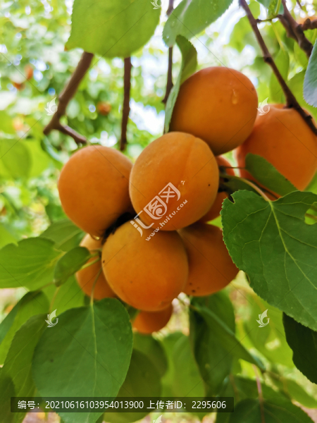 红杏
