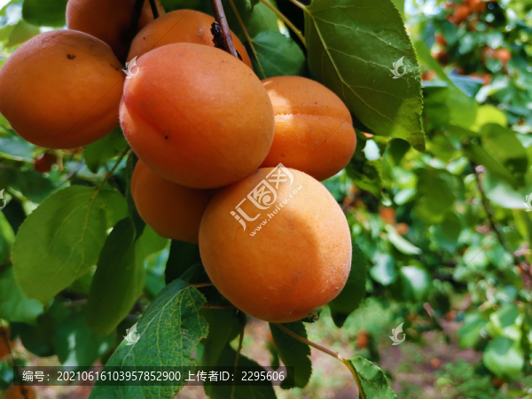 紅杏