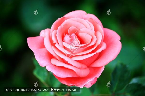 月季花