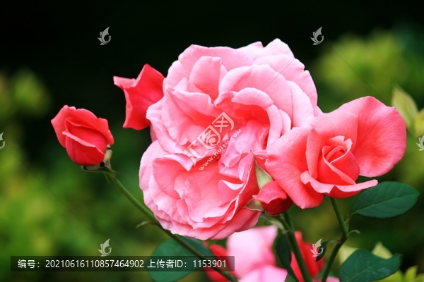月季花