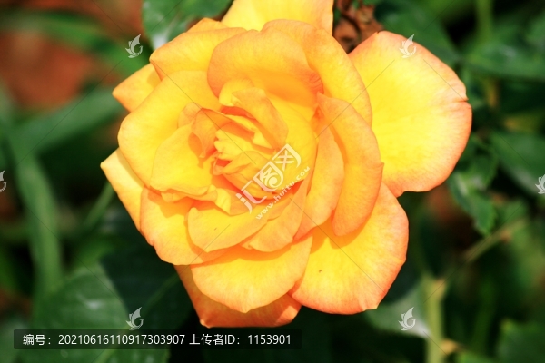 月季花