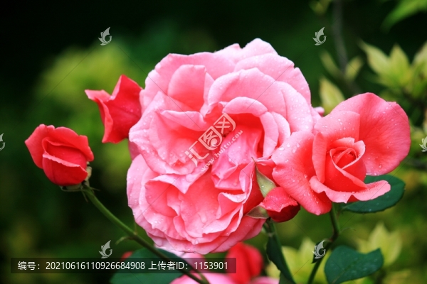 月季花