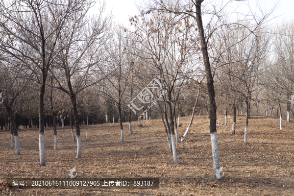 冬季公園里的小樹(shù)林