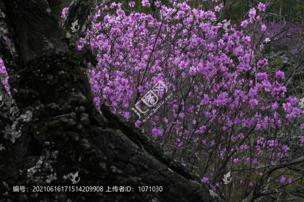 枯木逢春
