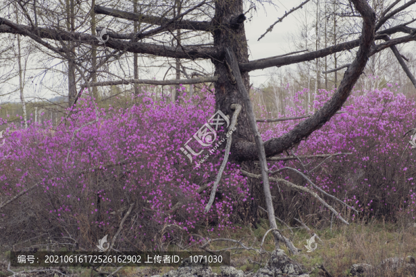 老樹(shù)和新花