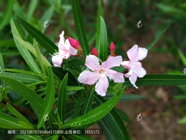 花草
