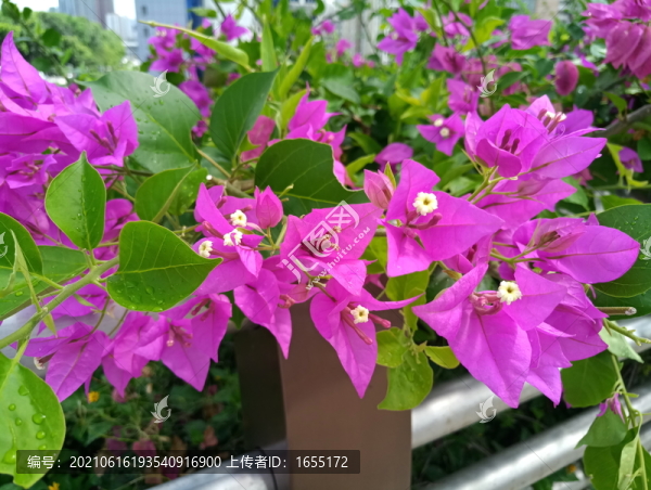 花草