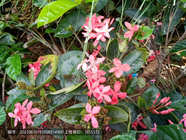 花草