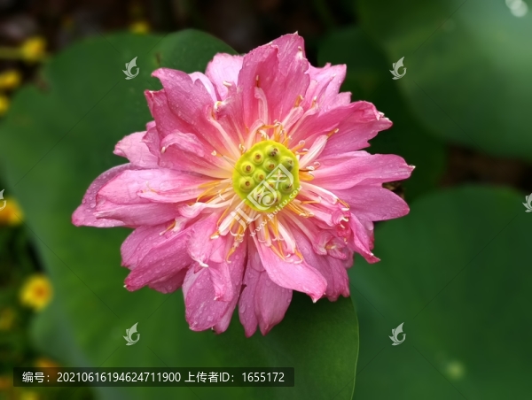 花