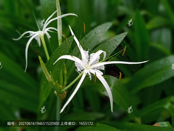 花草