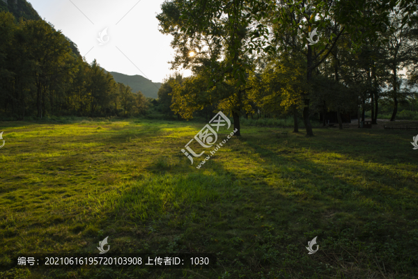 陽光樹林草地