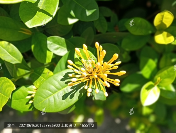 花