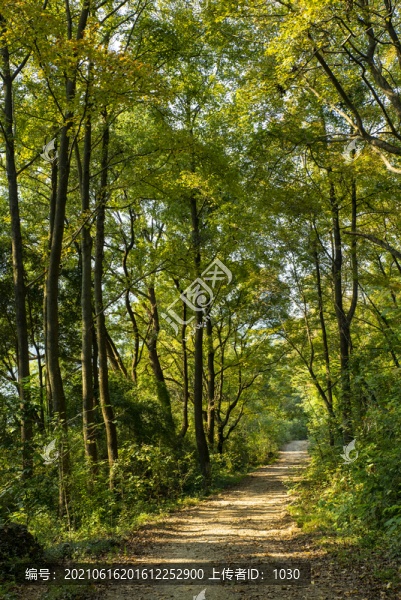 樹林林蔭小道