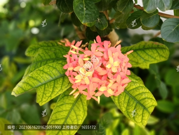 花