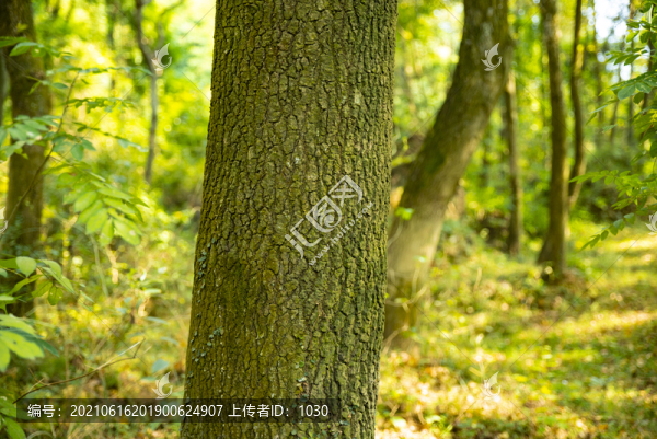 陽光樹林