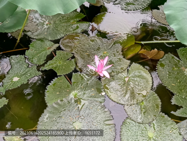 蓮塘蓮花蓮葉