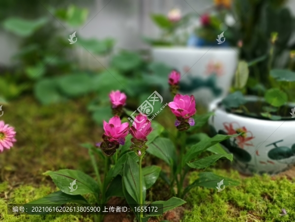 紅花
