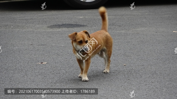 狗