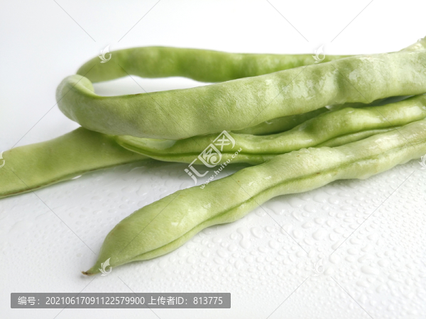 白底扁豆