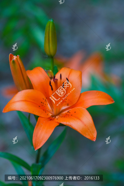 百合